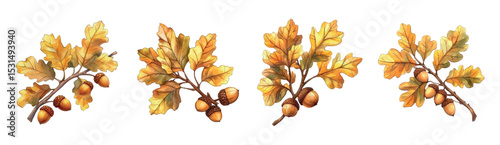Watercolor set of autumn oak branches png. Branch of an oak tree with yellow leaves and acorns. Autumn natural elements of the forest, park, garden, etc. Watercolor autumn trees.