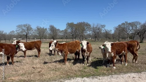 HEREFORD CATTLELIVE IN TEXAS USA LIVESTOCK