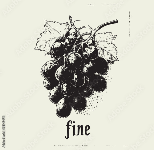 Hand drawn vintage sketch line art illsutration of grape vine