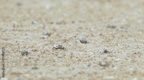 beach busy with fiddler crab activity