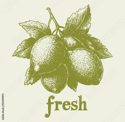 Hand drawn vintage sketch line art illsutration of lemon. text "fresh"
