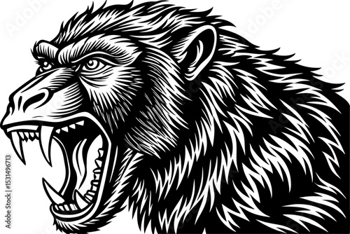male baboon showing teeth to show power holy baboon.. A baboon baring its teeth, isolated on a white background