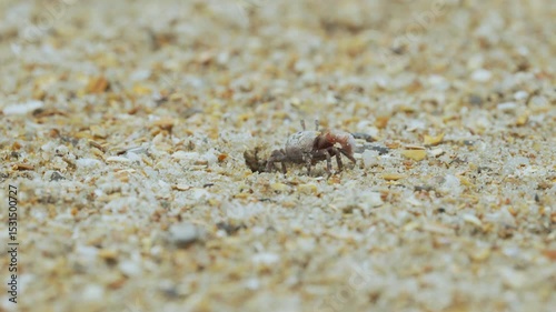 Male fiddler waving his claw