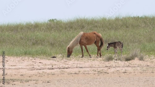 Wild mare and foal walking the beach at Cape Lookout, NC