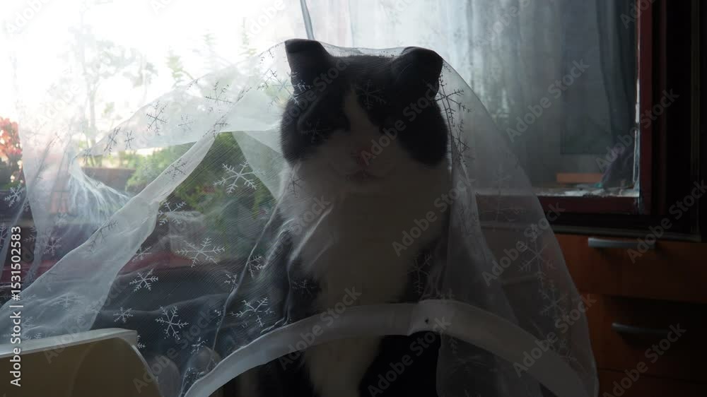 A black and white domestic cat sits on a kitchen table under a white transparent curtain and enjoys it. The cat thinks that he is not visible. Keeping pets. Playing with a pet. Adult bicolor male.