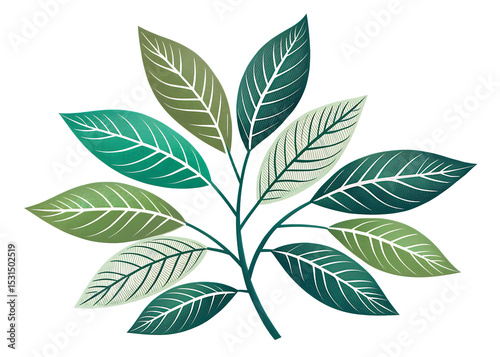 green leaves isolated on white background