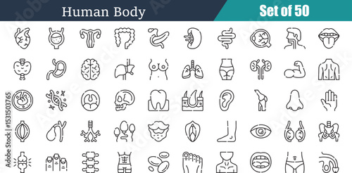 Human body parts organs and systems line art icons	