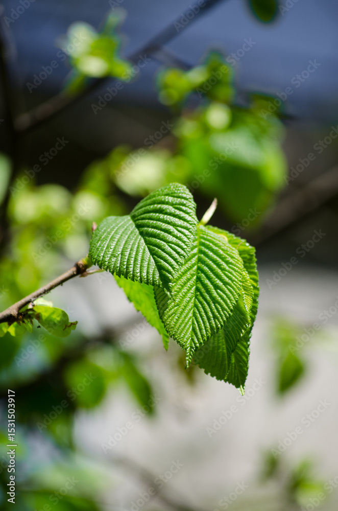 Obraz premium Linden leaves