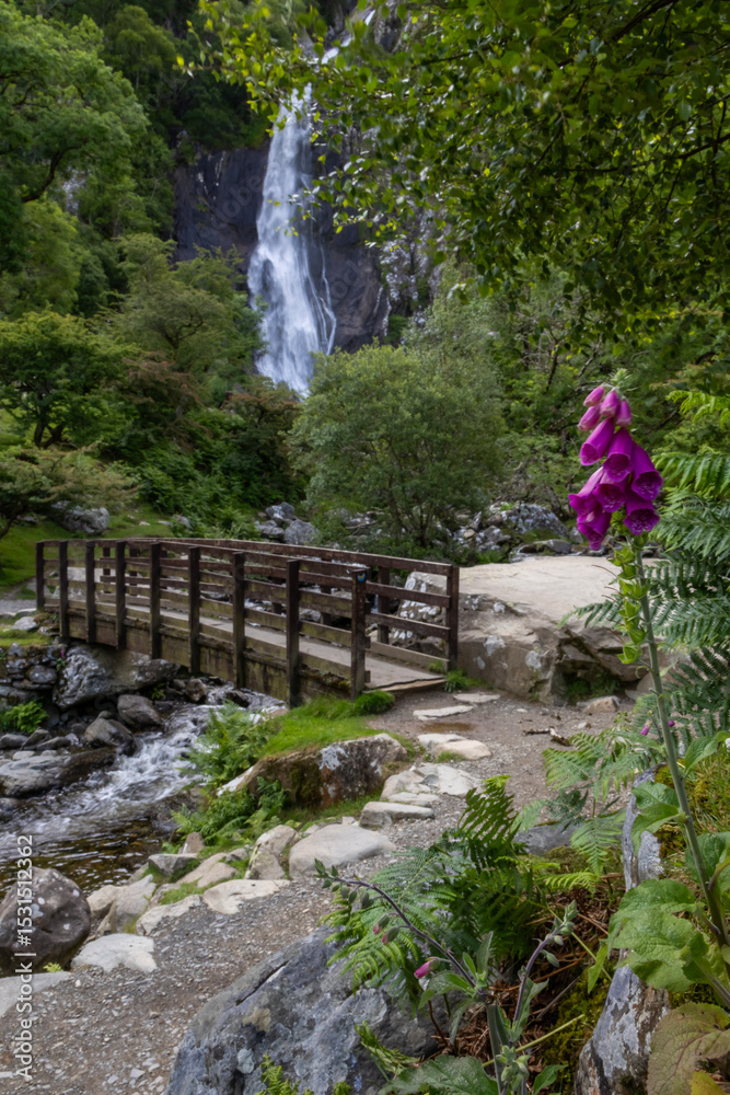 Fototapeta premium Footbridge and foxglove flowers near Aber Falls waterfalls in Wales National park
