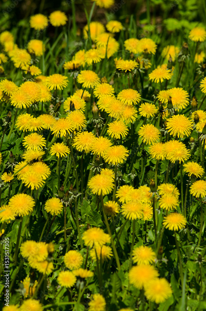 Obraz premium Dandelions