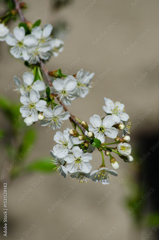 Obraz premium Cherry blossoms