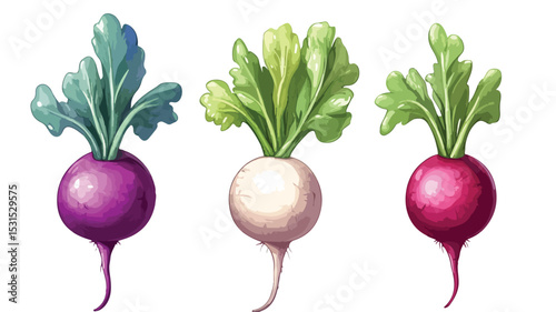 Fresh Radish Vector Illustration for Culinary Designs and Menus