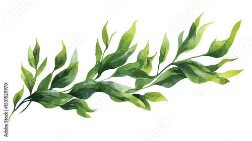 Vibrant Seaweed Vector Illustration Isolated on White Background