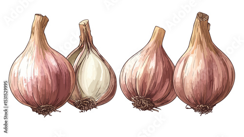 Vibrant Shallot Vector Illustration for Graphic Design Projects