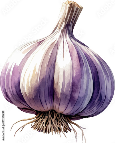 Garlic watercolor vector. Natural food illustration with subtle color and clean texture.