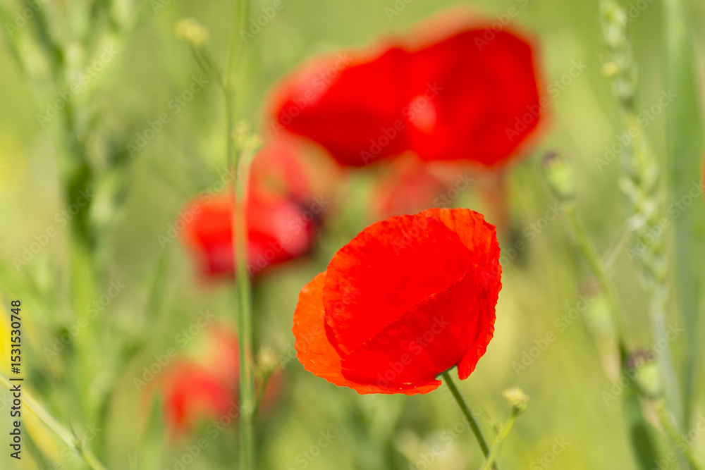 Fototapeta premium Red poppies - Papaver rhoeas - in Spain. Beautiful natural red color for background 