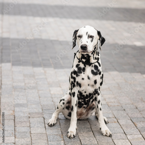 beautiful dog spotted dalmatian in the city on a walk on a summer day
