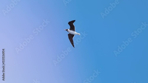 Freedom black headed seagulls flyying on breeze in clear fresh summer blue sky, close up wildlife birdwatching, slow motion for nature cinema or travel reels, discovery films