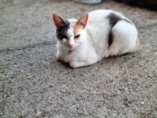 A beautiful tricolor calico cat resting in a loaf pose on concrete ground
