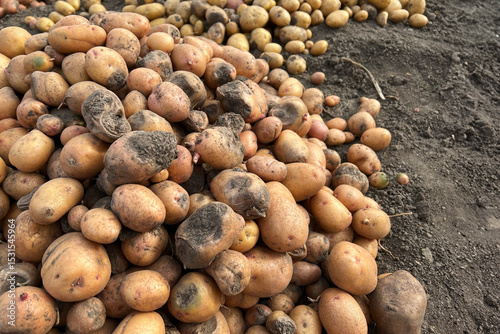 Damaged, spoiled potatoes, unhealthy vegetables. Sick, disease, late blight. Rotten harvest. Crop failure. Tuber affected by bacterial decay. Helminthosporium solani.