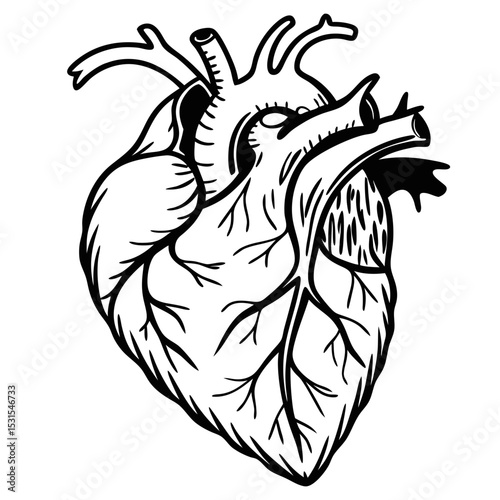 Detailed anatomical illustration of a human heart, showcasing intricate vascular structures and textures, emphasizing the complexity of the circulatory system and its vital role in human health