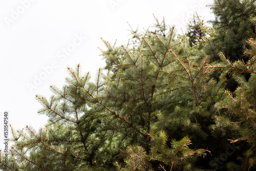 Crowns of tall pine trees above head in the forest against a blue sky