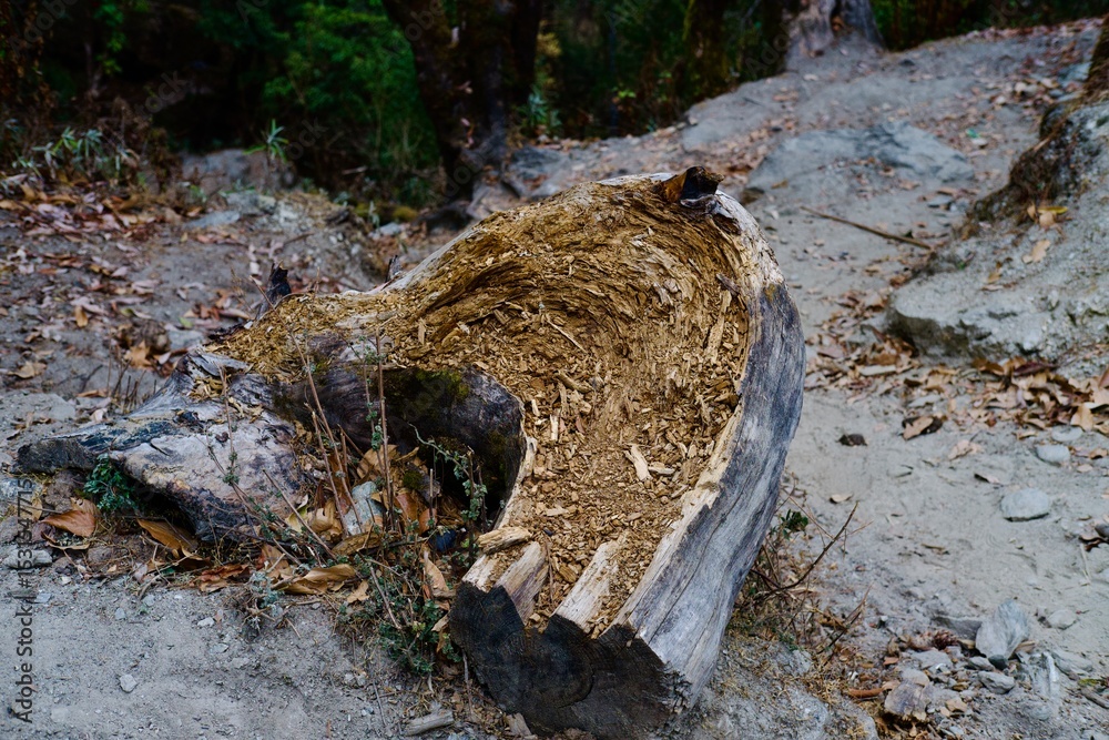 Obraz premium Old dead tree on the mountain