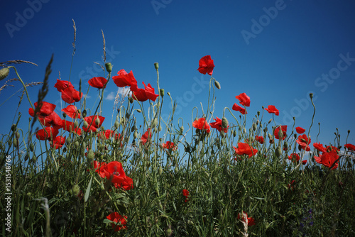 Bright red poppies with a blue sky in the background