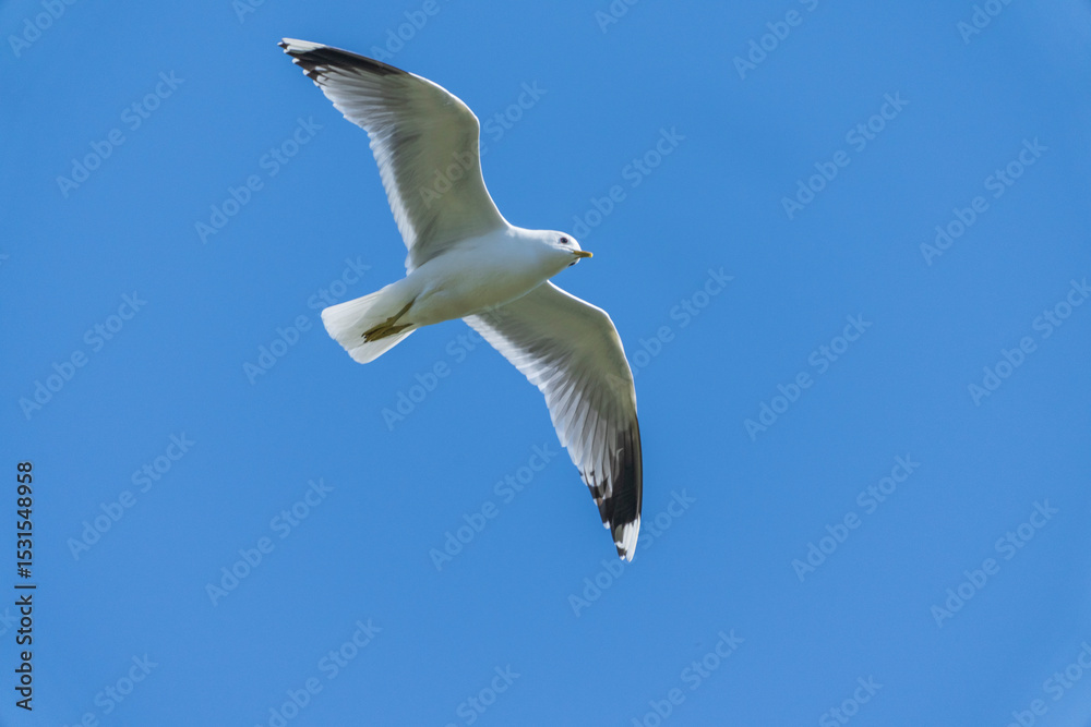 Obraz premium Common Gull in flight