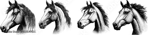 Vintage engraved illustration of a horse for design vector projects