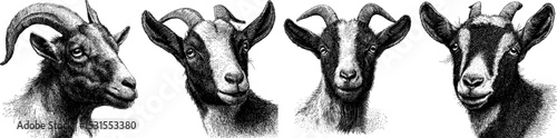 Detailed engraved illustration of a goat with bold black lines for art and vector design
