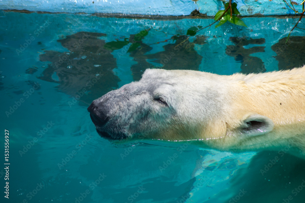 Naklejka premium 恍惚の表情のシロクマ｜Blissful Moment — Polar Bear in Ecstatic Relief
