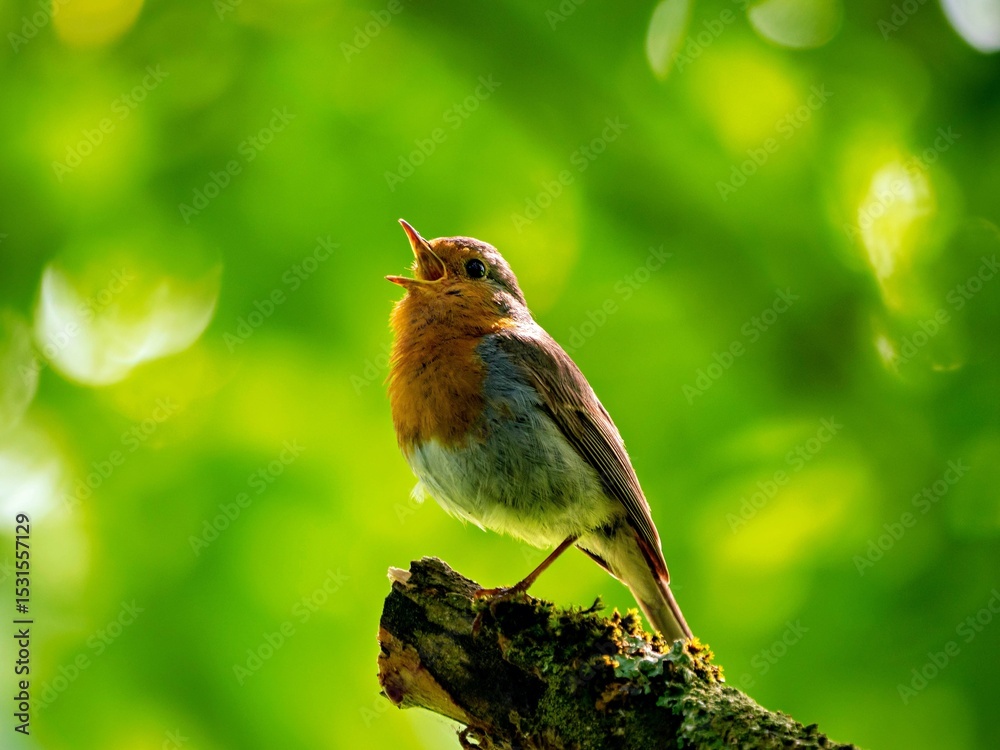 Fototapeta premium Robins chirping on a branch in the forest