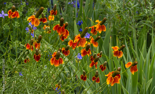 Upright Prairie Coneflowers or Mexican Hat plants blooming in a Xeriscape garden.