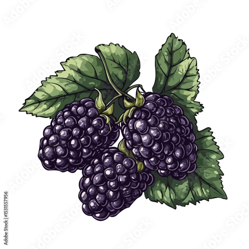 Blackberries Doodle illustration vector 2D flat, isolated on a white background.