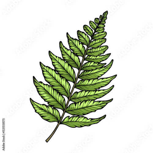 Boston Fern Doodle illustration vector 2D flat, isolated on a white background.