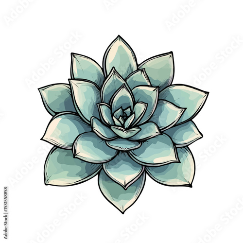 Echeveria Doodle illustration vector 2D flat, isolated on a white background.