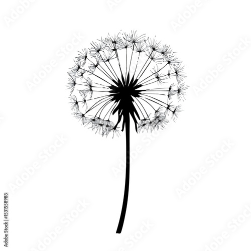 2D flat vector illustration of Dandelion Doodle, isolated on a white background.