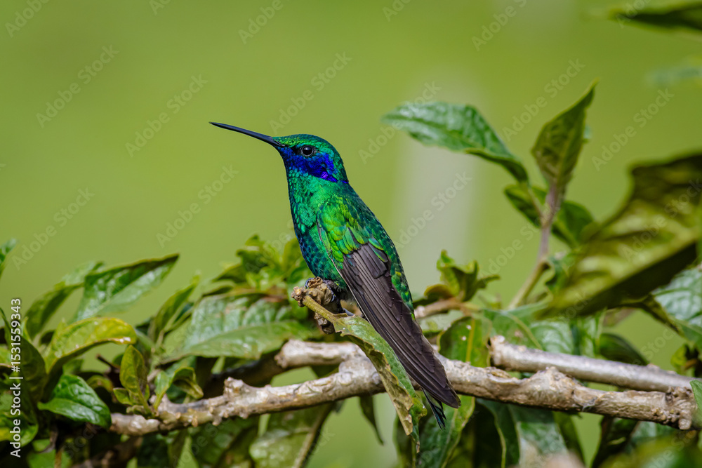 Fototapeta premium Detailed photograph of the Sparkling Violetear (Colibri coruscans), a South American hummingbird perched on a branch.