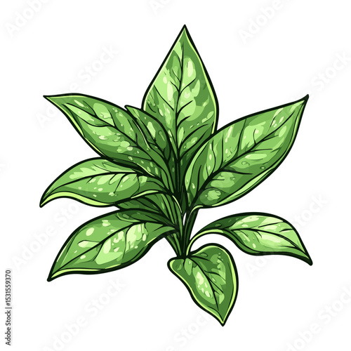 2D flat vector illustration of Chinese Evergreen Doodle, isolated on a white background.