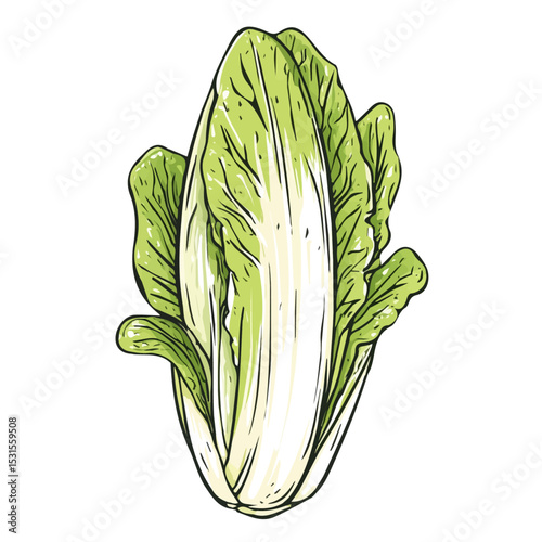 Endive Doodle vector 2D flat illustration, isolated on a white background.