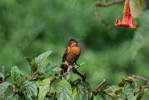 Detailed photography of the Shining Sunbeam (Aglaeactis cupripennis) a south american hummingbird perched on a branch.