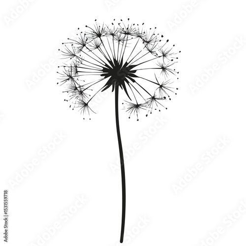Dandelion Doodle illustration vector 2D flat, isolated on a white background.