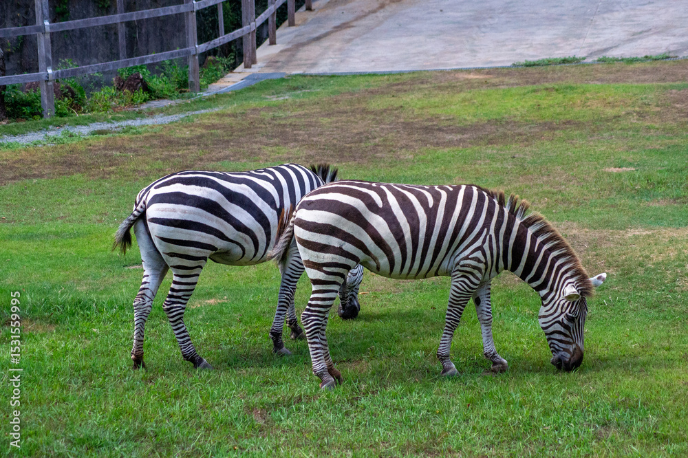 Naklejka premium 一心不乱に草を食べるシマウマ|Focused Moment — A Zebra Grazing with All Its Heart