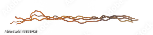 long dry curved stick isolated on white background