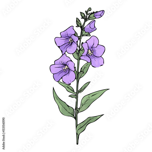 Angelonia Flower Doodle illustration vector 2D flat, isolated on a white background.