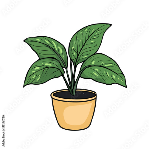 2D flat Chinese Evergreen Doodle vector illustration, isolated on a white background.