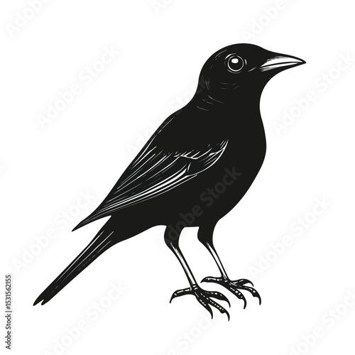 2D flat Bowerbird Doodle illustration vector, isolated on a white background.