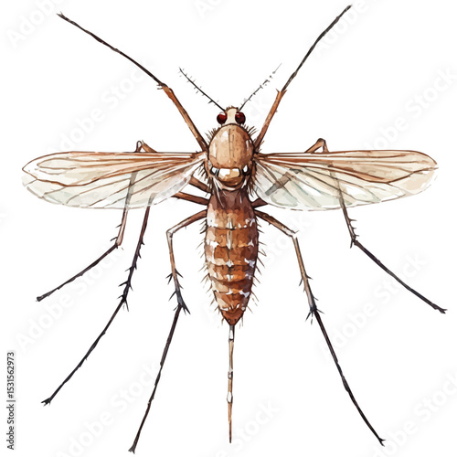 Mosquito Close Up, watercolor painting vector, isolated on a white background.