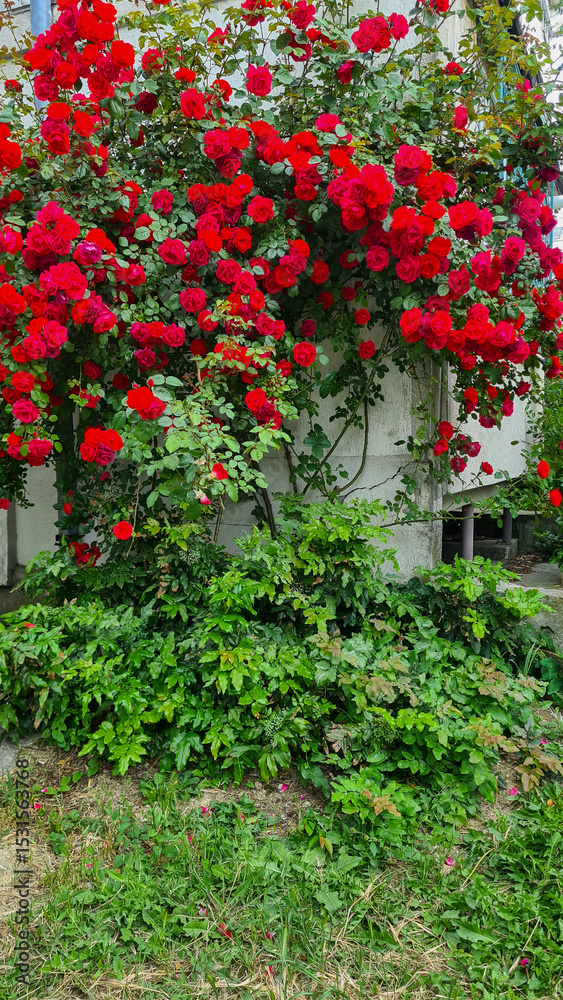 Fototapeta premium A vibrant display of red bougainvillea flowers climbing a wall, surrounded by lush green foliage and grass. The scene captures the beauty of nature in a garden setting.